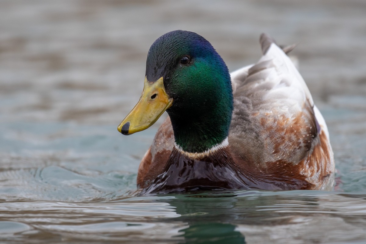 Mallard (Domestic type) - Rain Saulnier