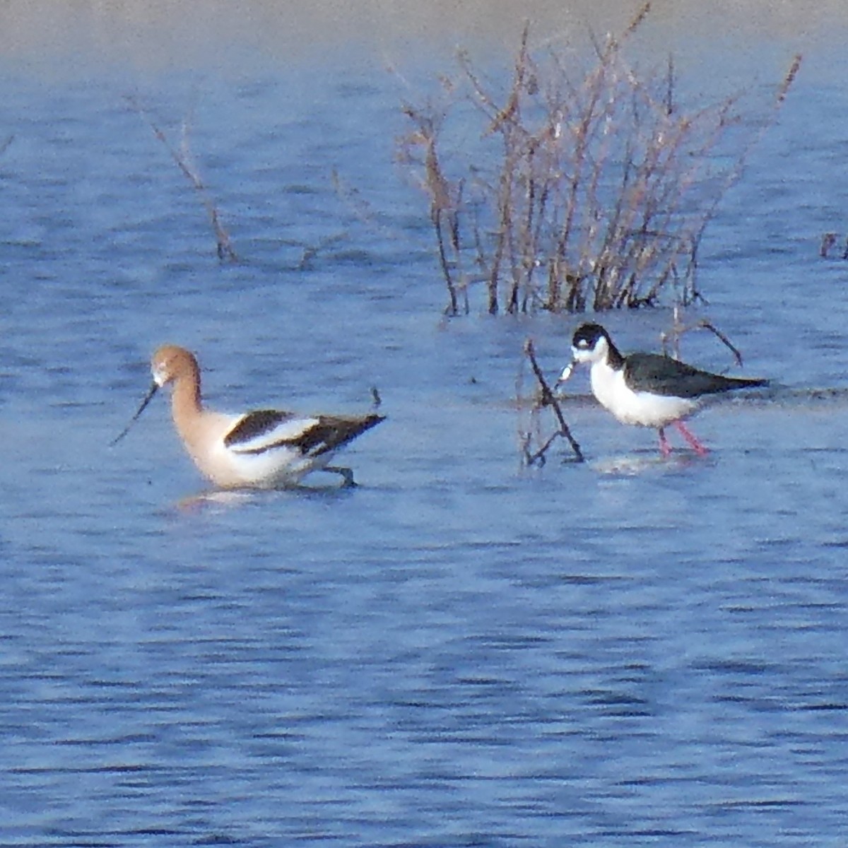 Avoceta Americana - ML562512441