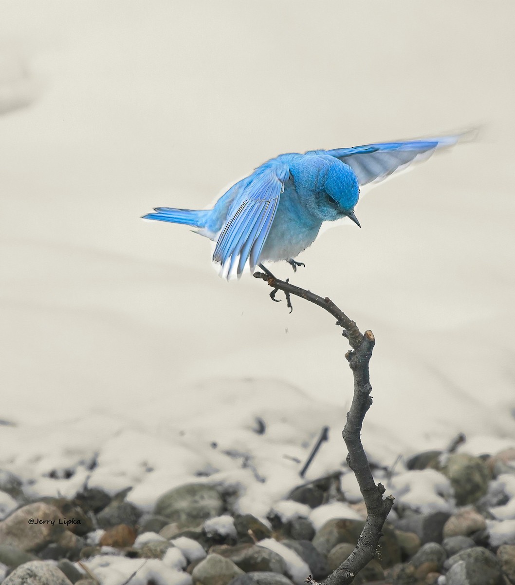 Mountain Bluebird - ML562513071