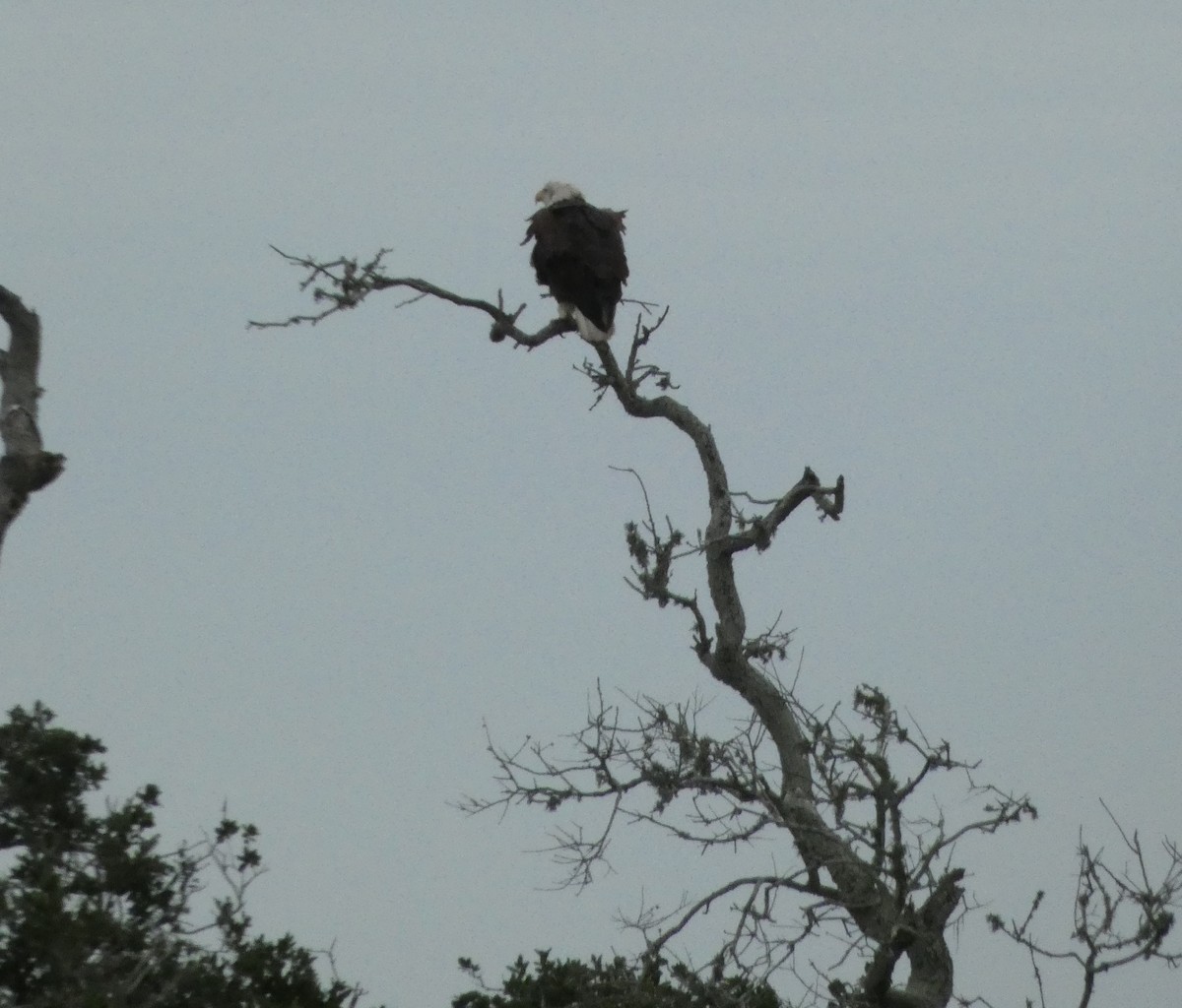 Weißkopf-Seeadler - ML562513401