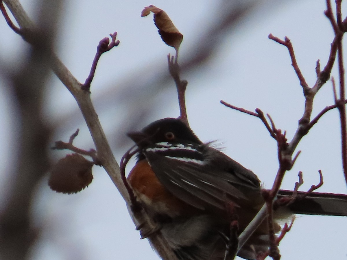 Spotted Towhee - ML562514861