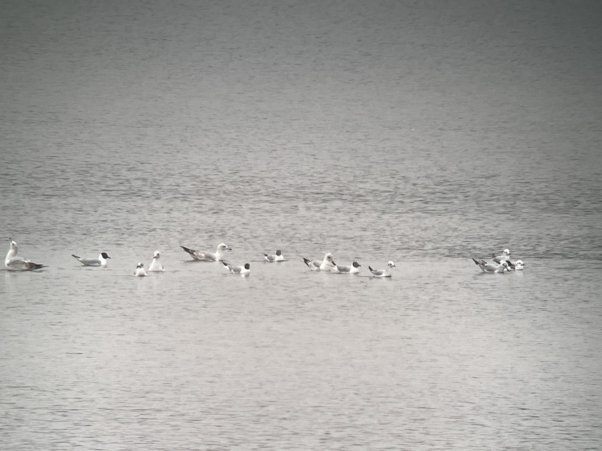 Bonaparte's Gull - ML562515321