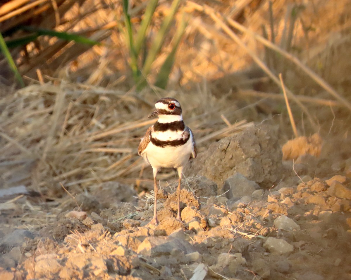 Killdeer - ML562515421