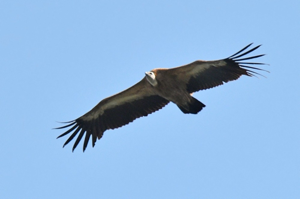 Eurasian Griffon - nukhet barlas