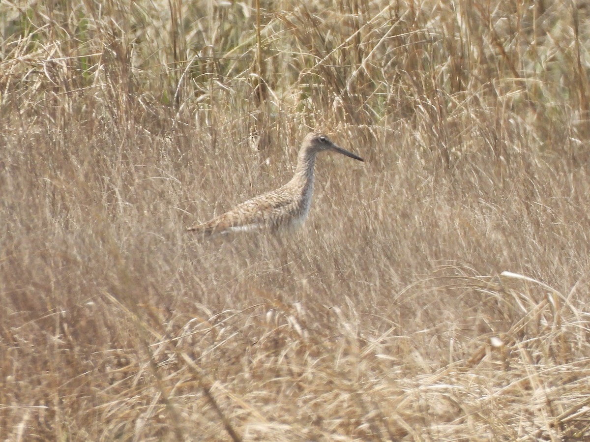 Willet - Jennifer Wilson-Pines