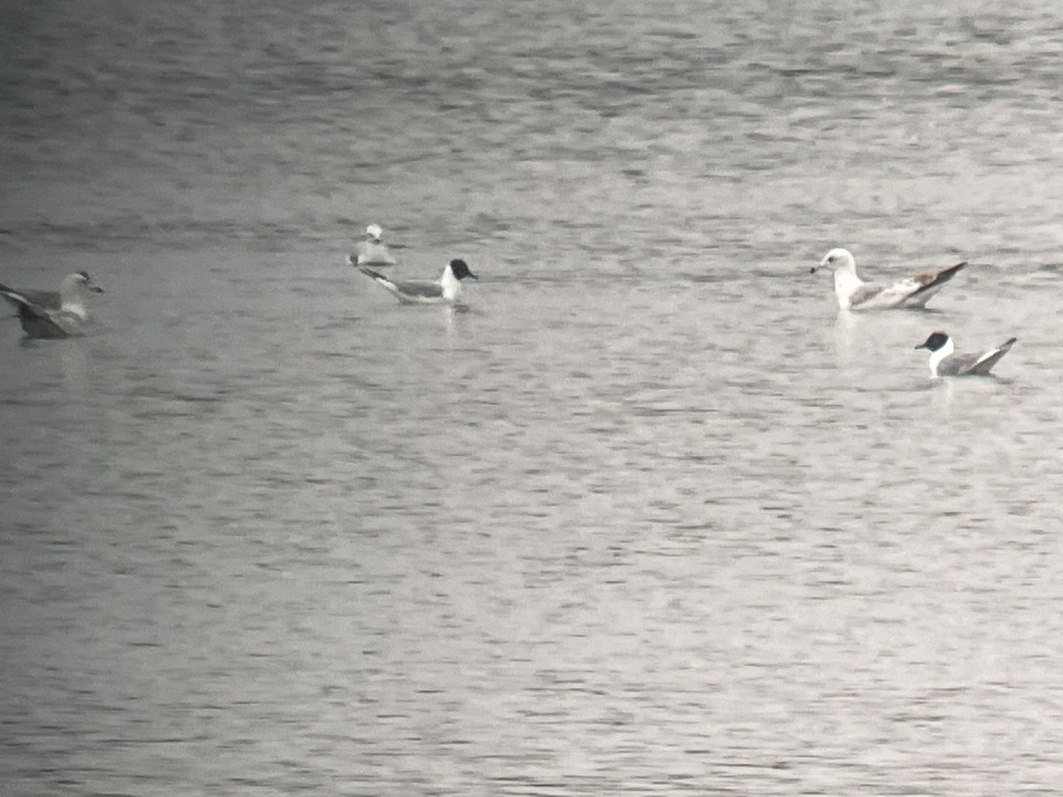 Bonaparte's Gull - ML562516801