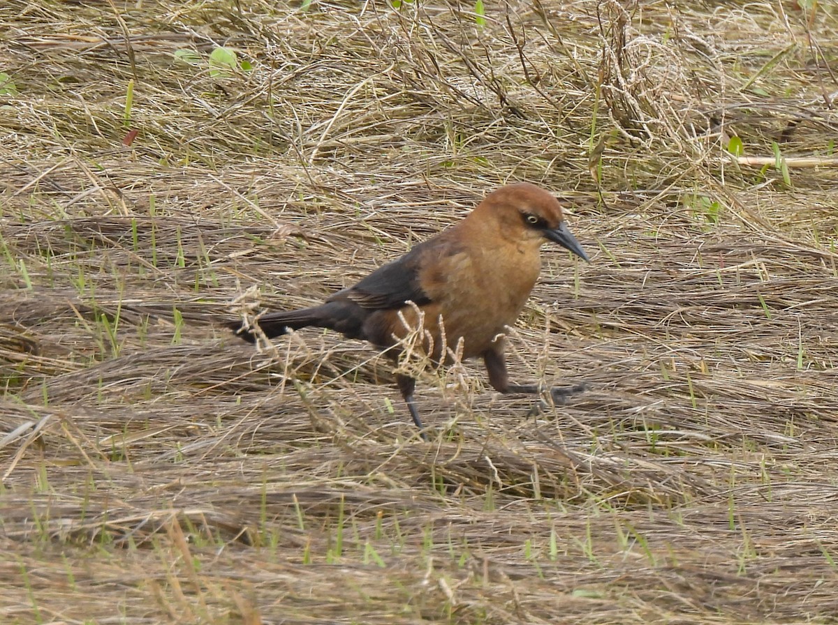 Boat-tailed Grackle - ML562517211