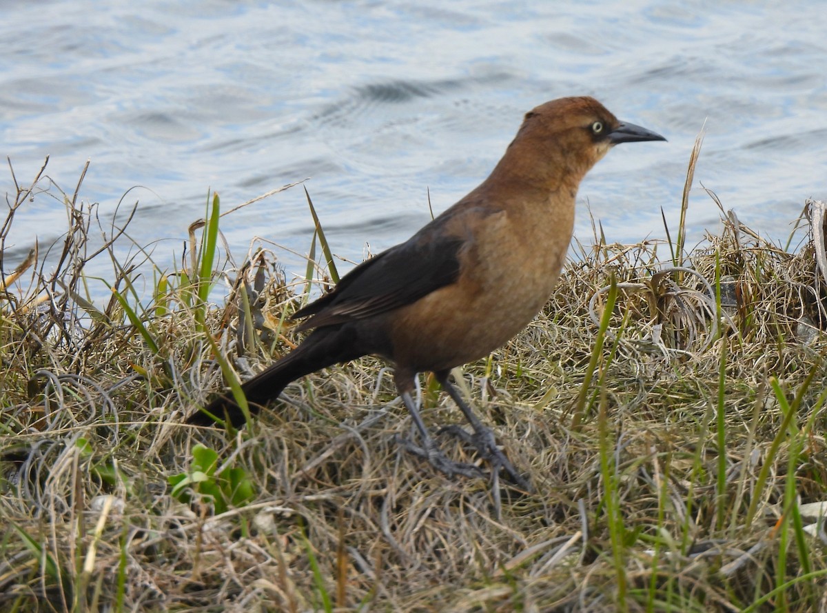 Boat-tailed Grackle - ML562517231