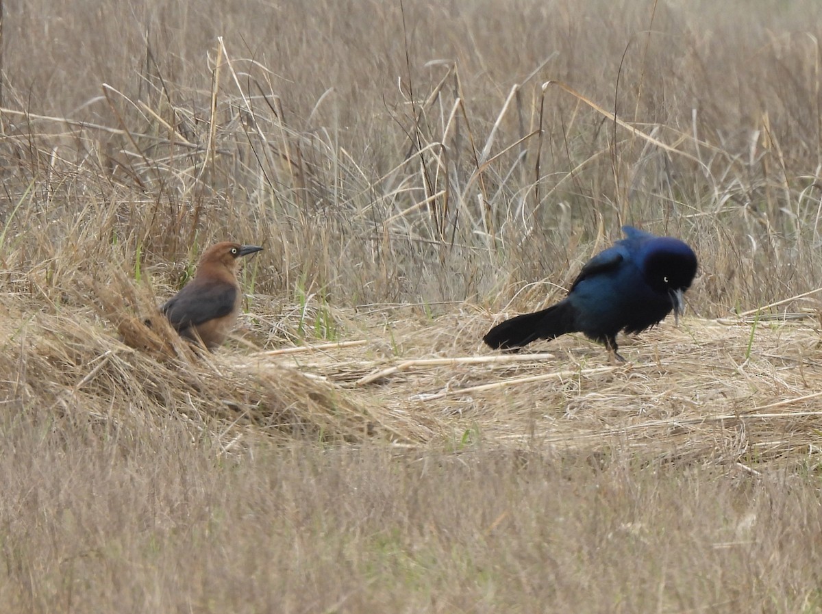 Boat-tailed Grackle - ML562517251