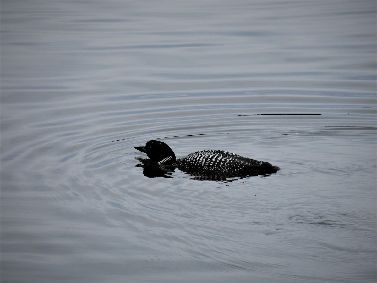 Plongeon huard - ML562517291