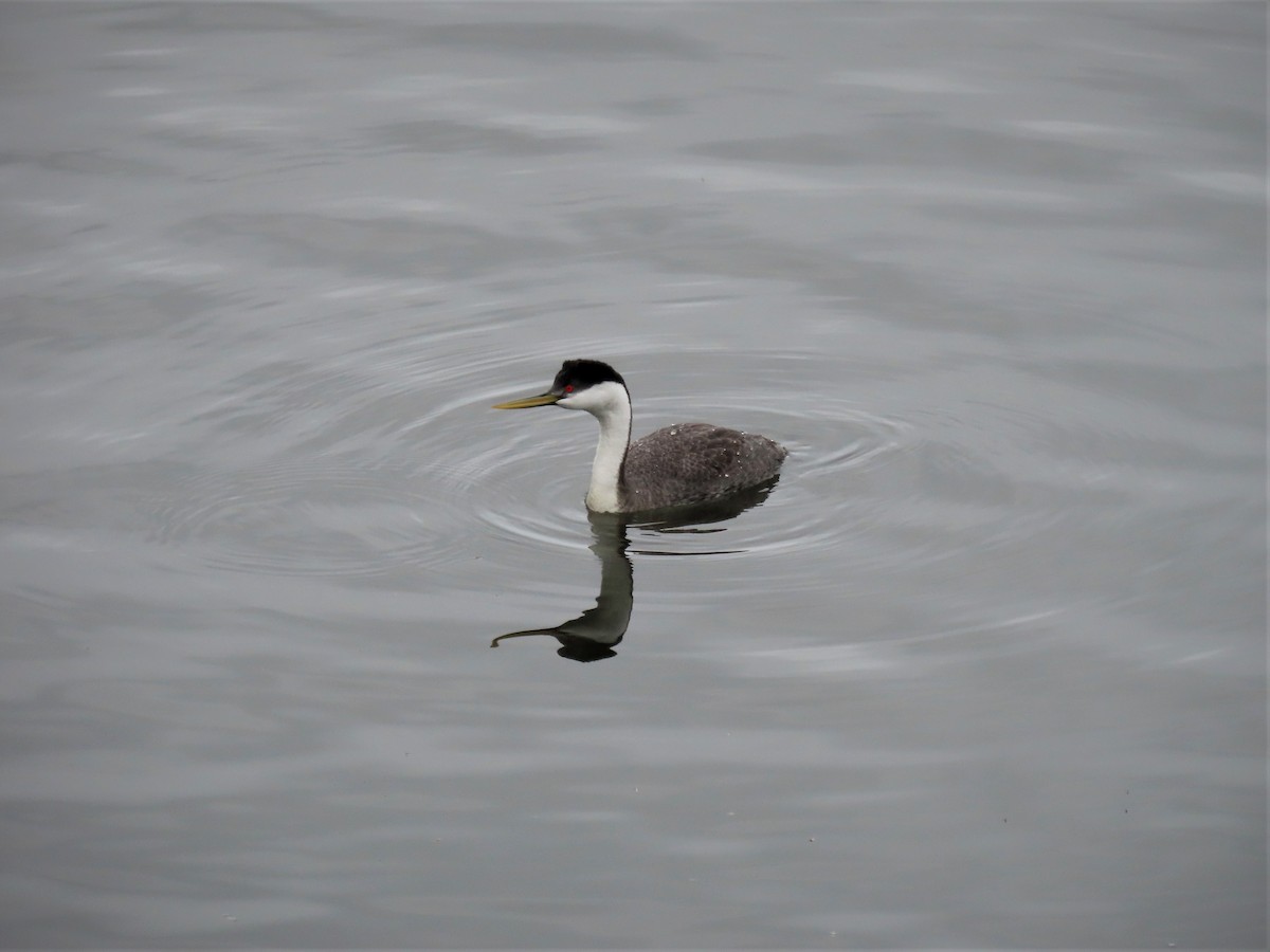 Western Grebe - Andrew Pratt