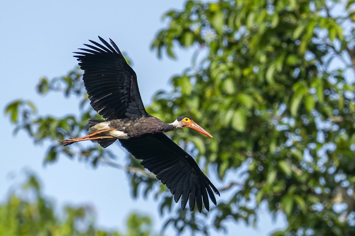 Storm's Stork - Su Li