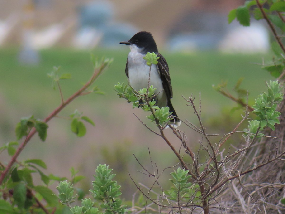 Eastern Kingbird - ML562518571