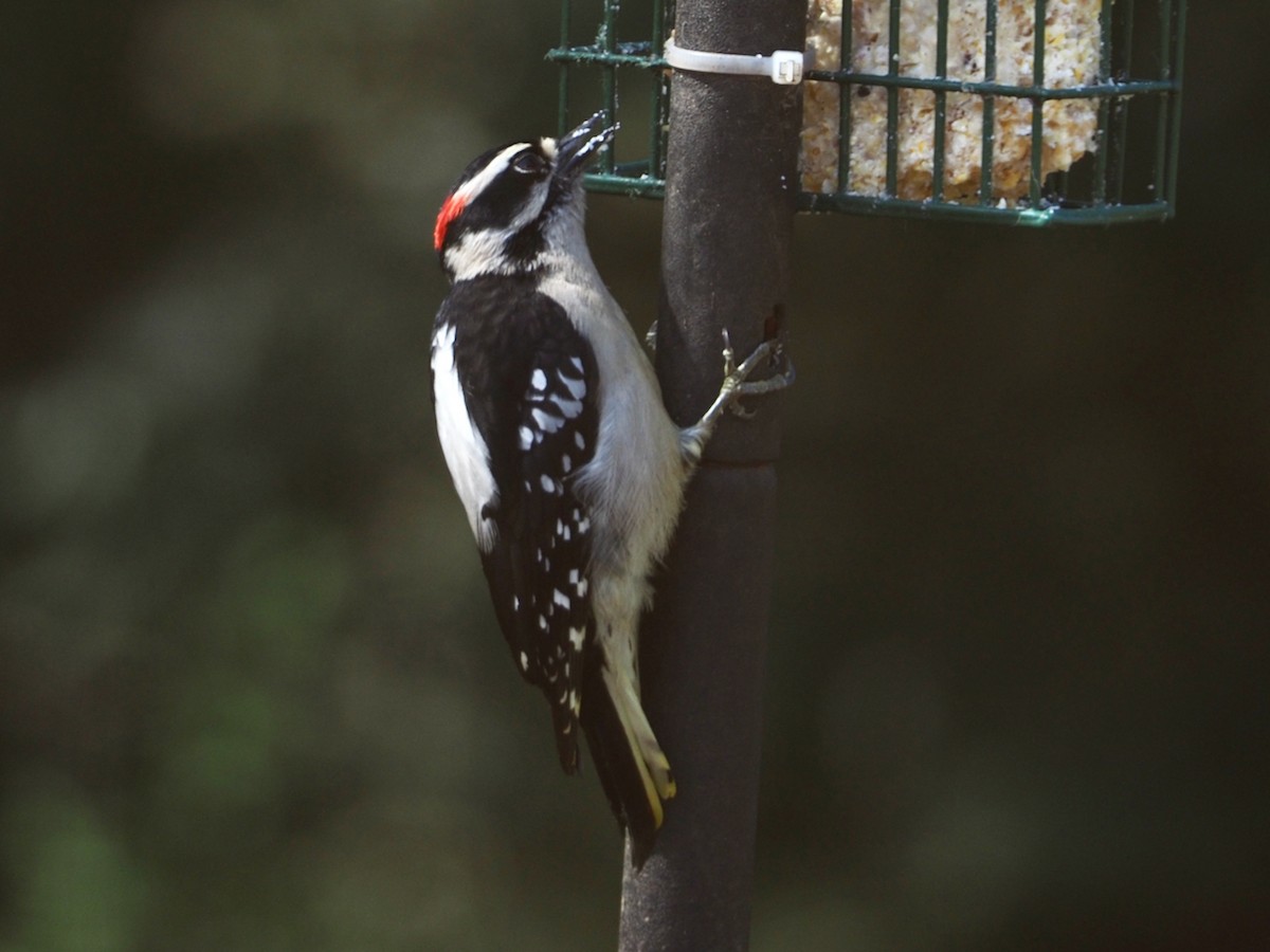 Downy Woodpecker - ML562518741