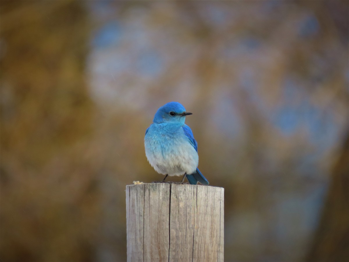 Mountain Bluebird - Andrew Pratt