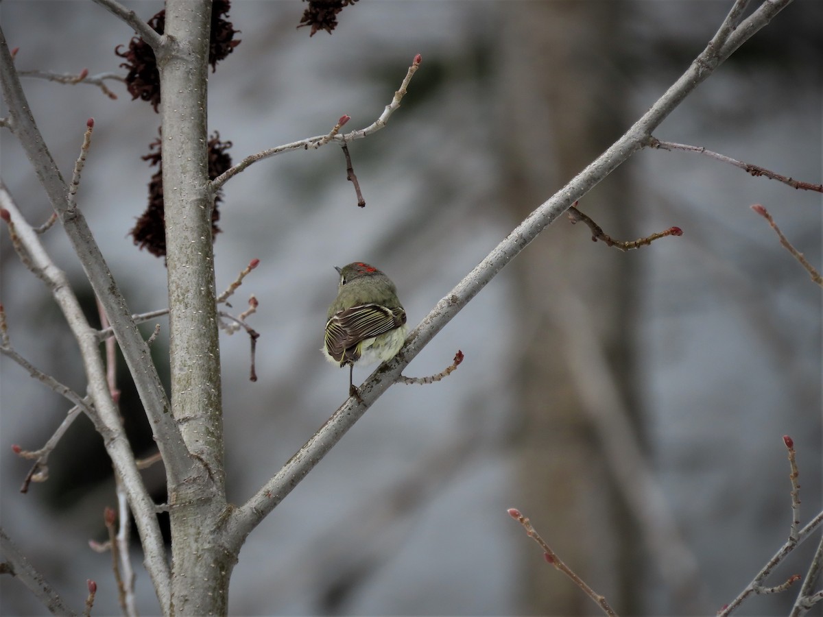 Ruby-crowned Kinglet - ML562519511