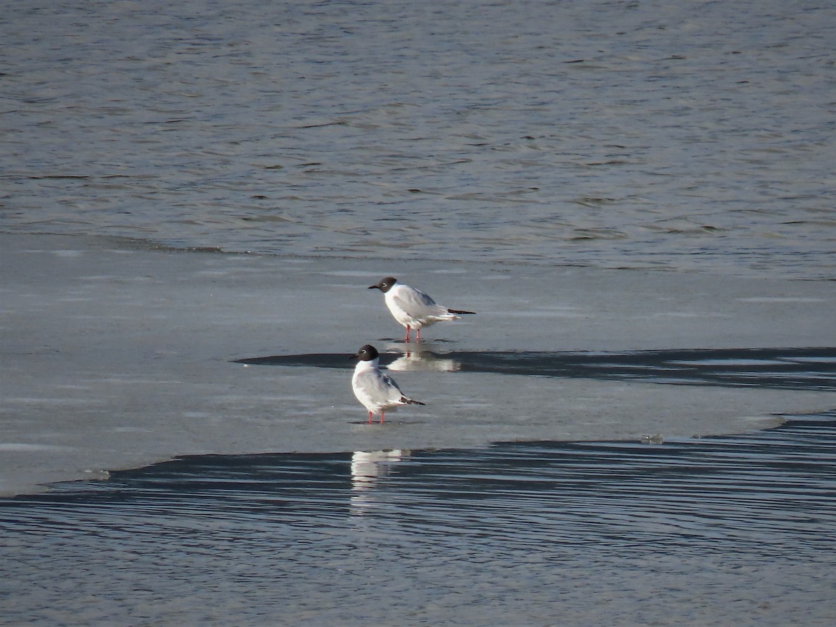 Bonaparte's Gull - Andrew Pratt