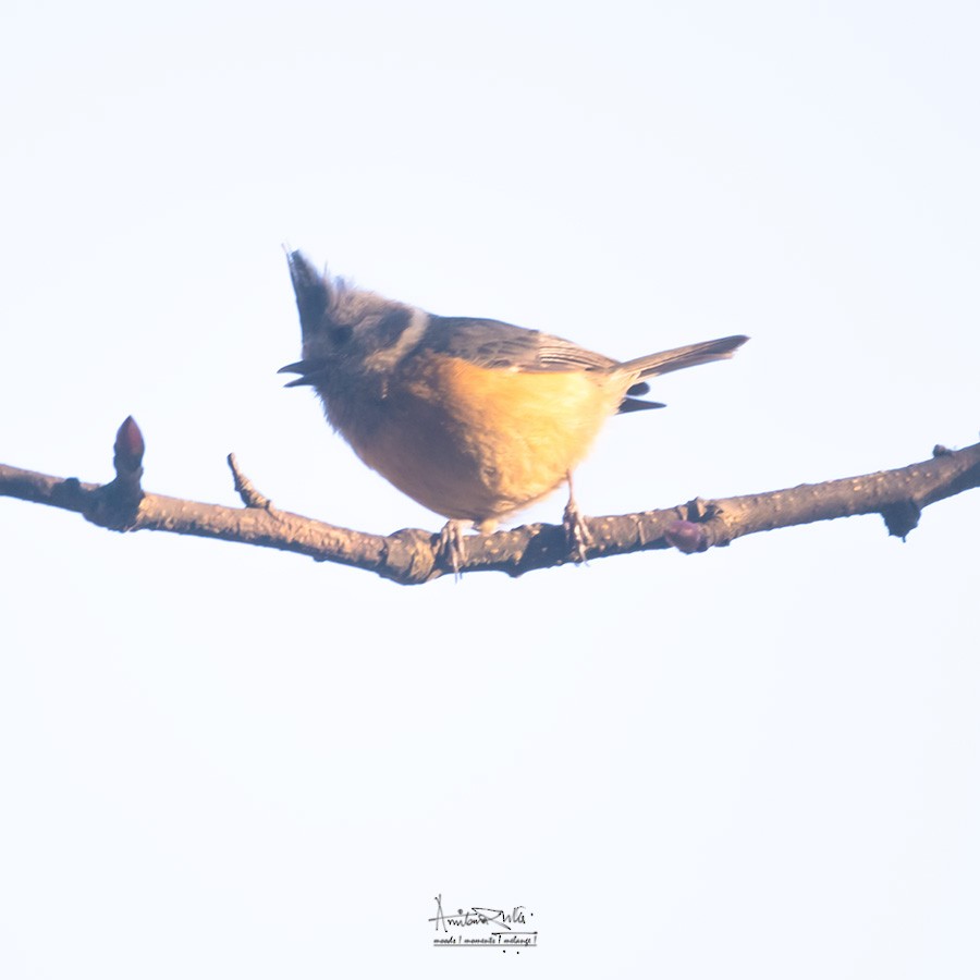 Gray-crested Tit - ML562521311