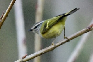 Buff-barred Warbler - ML562521501