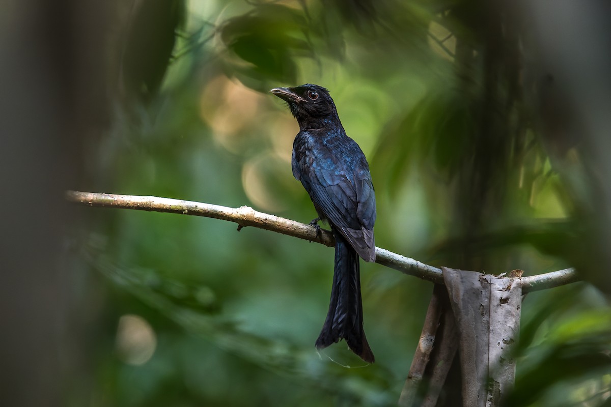 Crow-billed Drongo - Wich’yanan Limparungpatthanakij