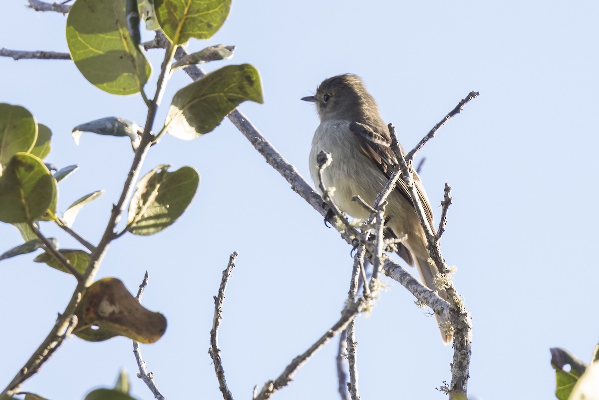 Stolid Flycatcher - ML562522791