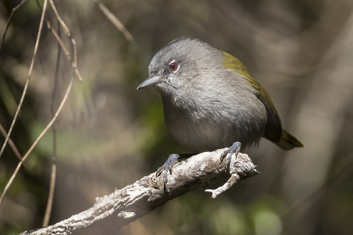 Green-tailed Warbler - Robert Lockett