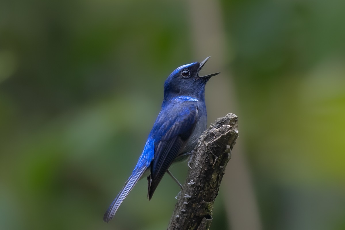 Small Niltava - Aditya Rao