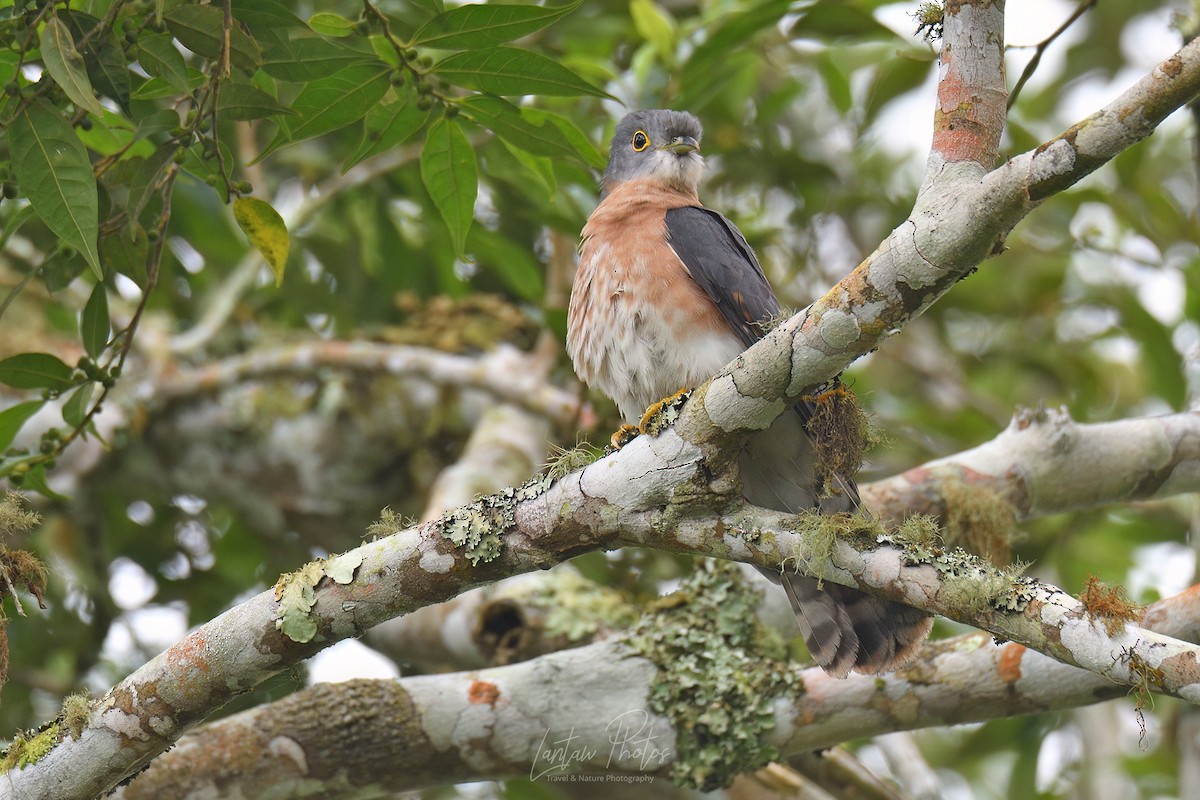 Philippine Hawk-Cuckoo - ML562523571