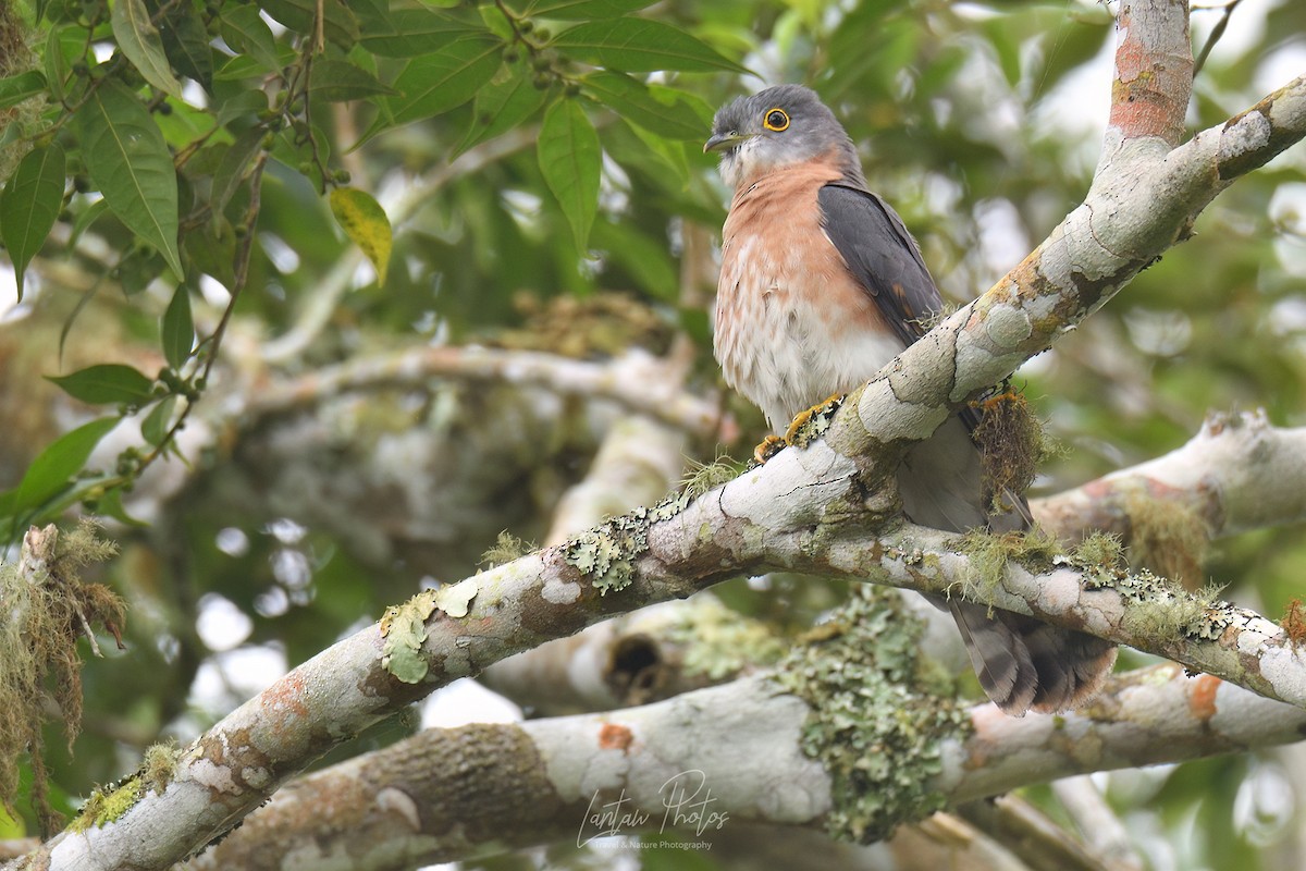 Philippine Hawk-Cuckoo - ML562523591