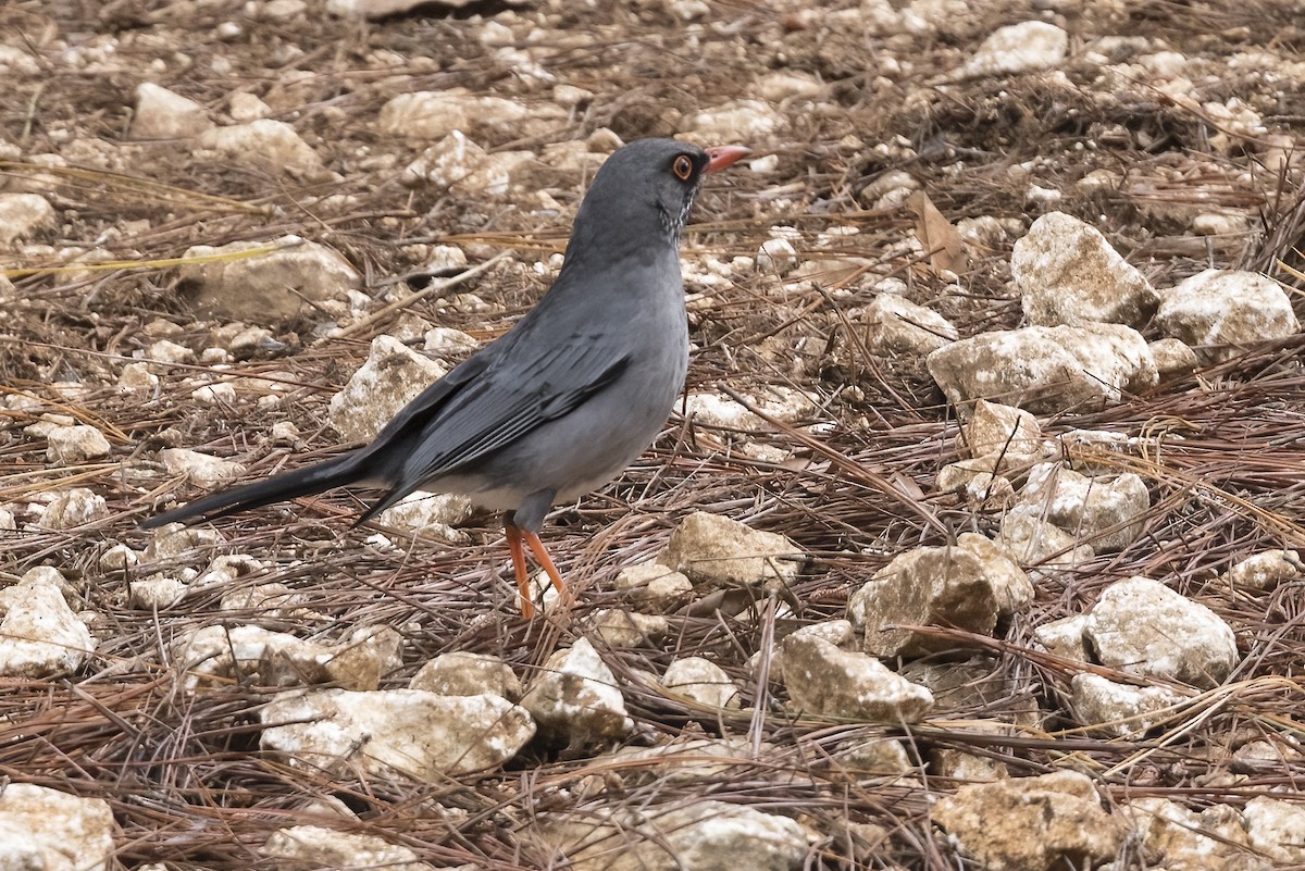 Red-legged Thrush - ML562524011