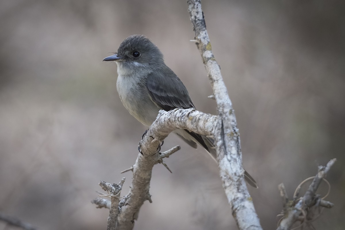 Hispaniolan Pewee - Robert Lockett