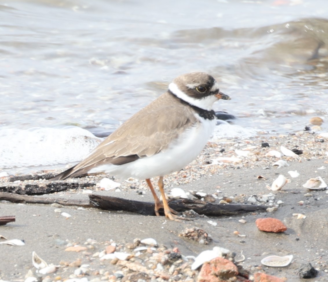 Semipalmated Plover - ML562527021