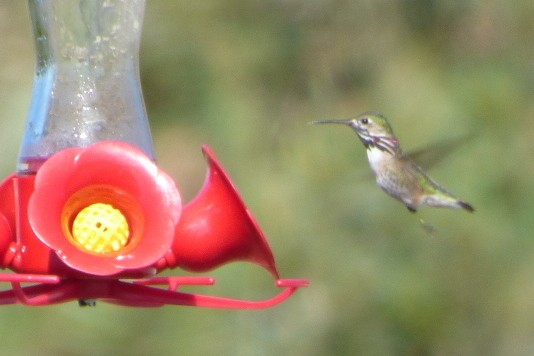 Calliope Hummingbird - ML562527551