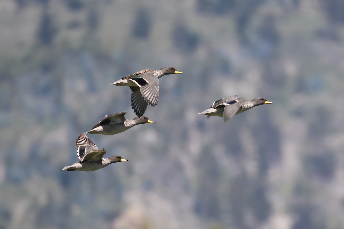 Yellow-billed Teal - ML562530341