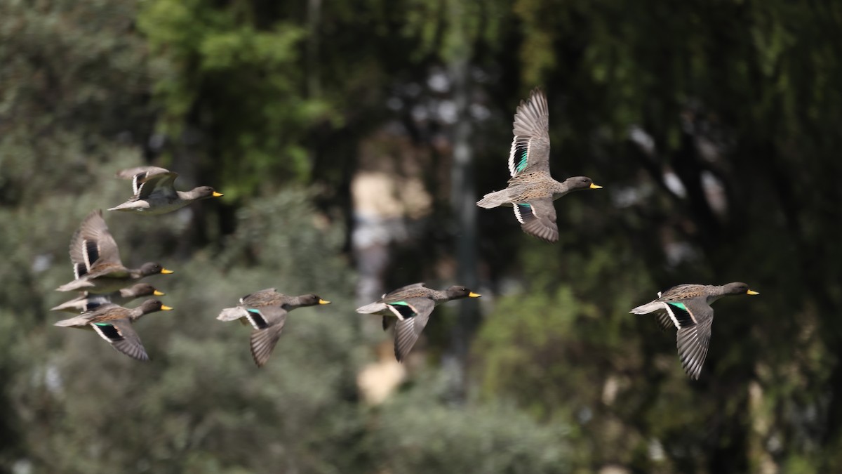 Yellow-billed Teal - ML562530351