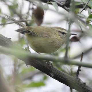 Hume's Bush Warbler - Amitava Dutta