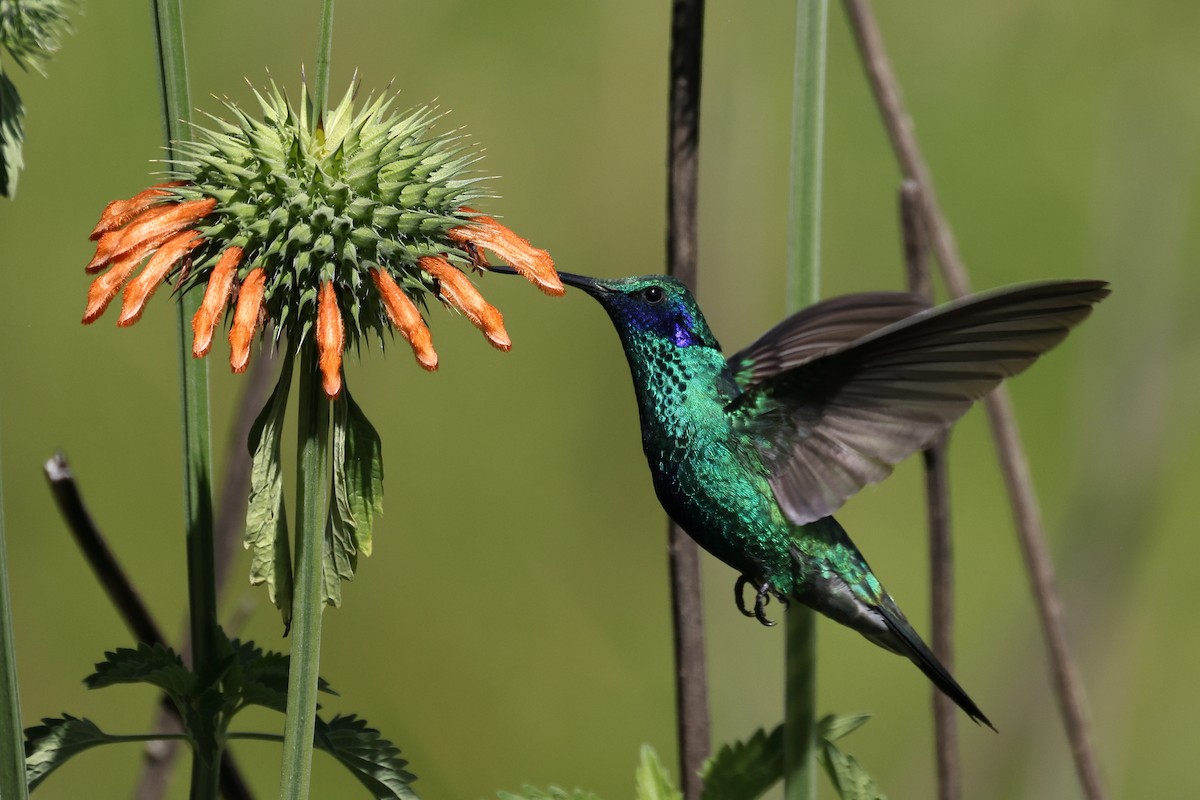 Sparkling Violetear - ML562530431