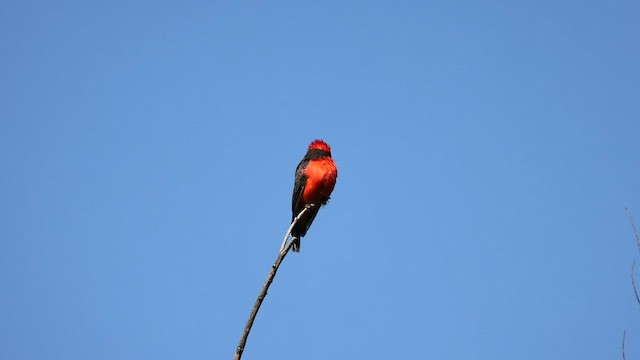 Vermilion Flycatcher - ML562530681