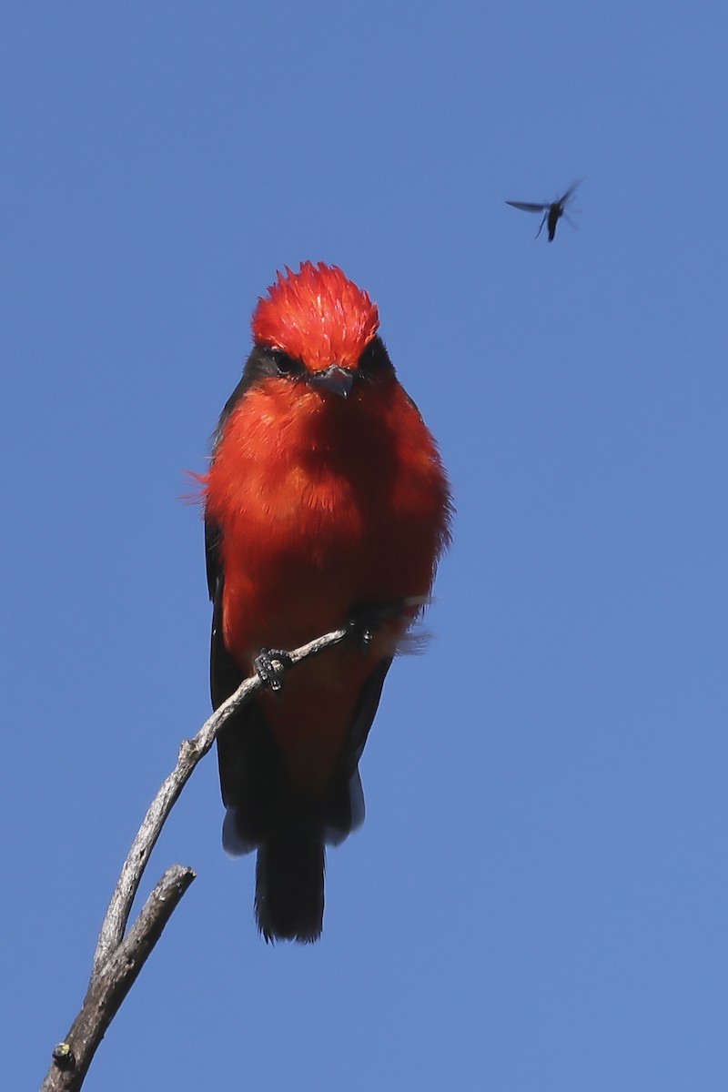 Vermilion Flycatcher - ML562530931