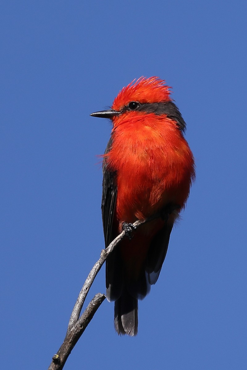 Vermilion Flycatcher - ML562530941