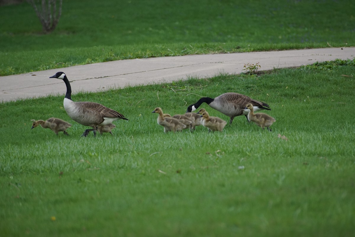 Canada Goose - ML562531411