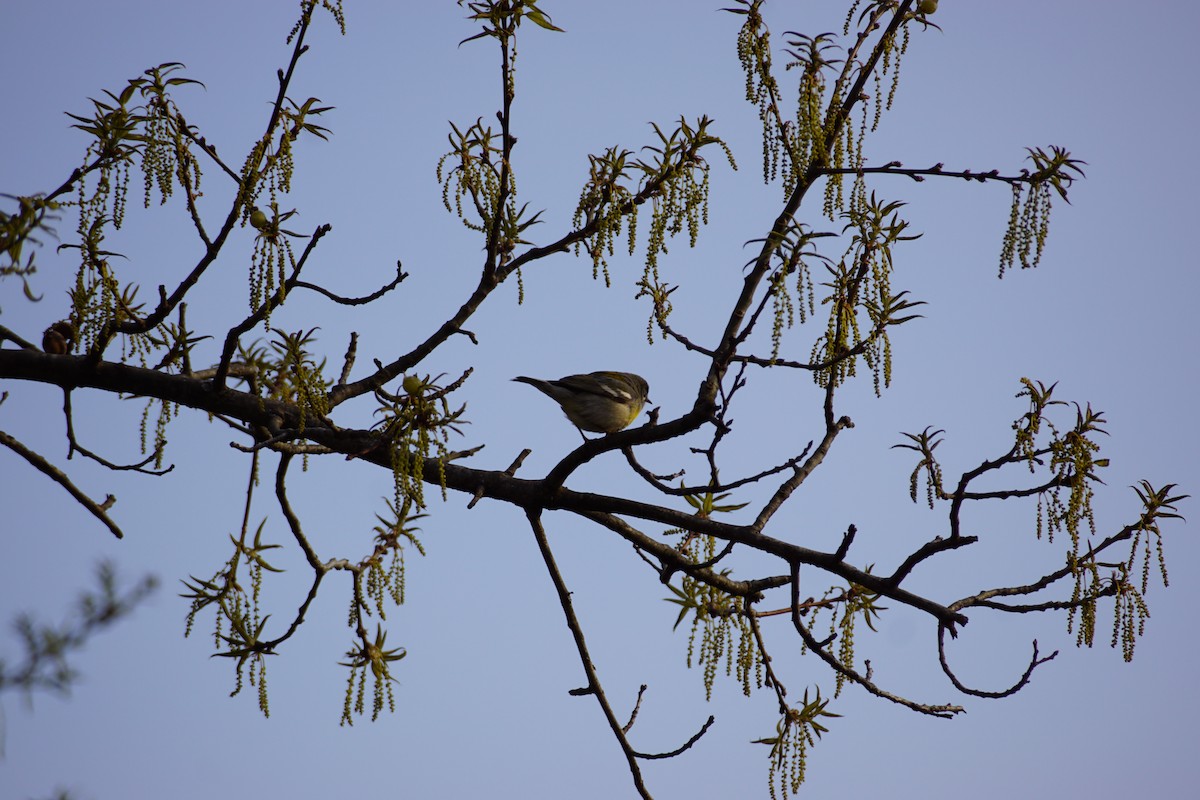 Northern Parula - ML562531591