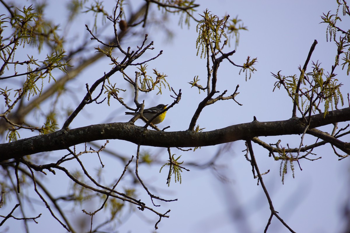 Northern Parula - ML562531601