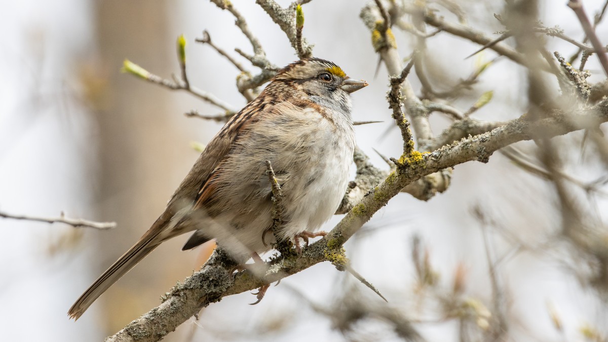 White-throated Sparrow - ML562531751
