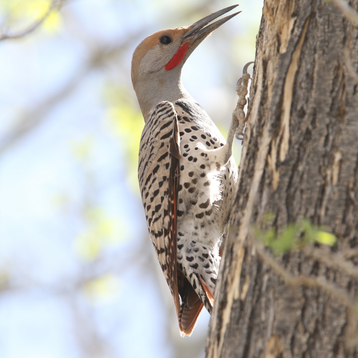 Northern Flicker - ML562532261