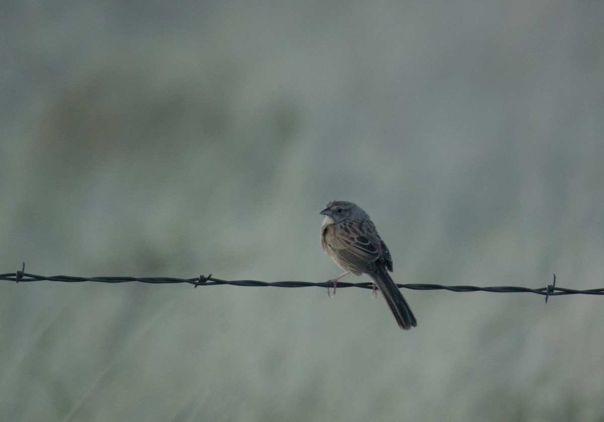Botteri's Sparrow - ML562532571