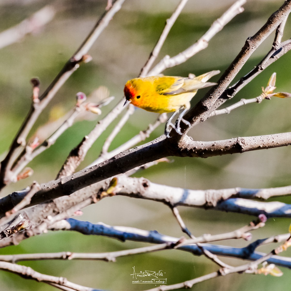 Pájaro Moscón Carirrojo - ML562533241