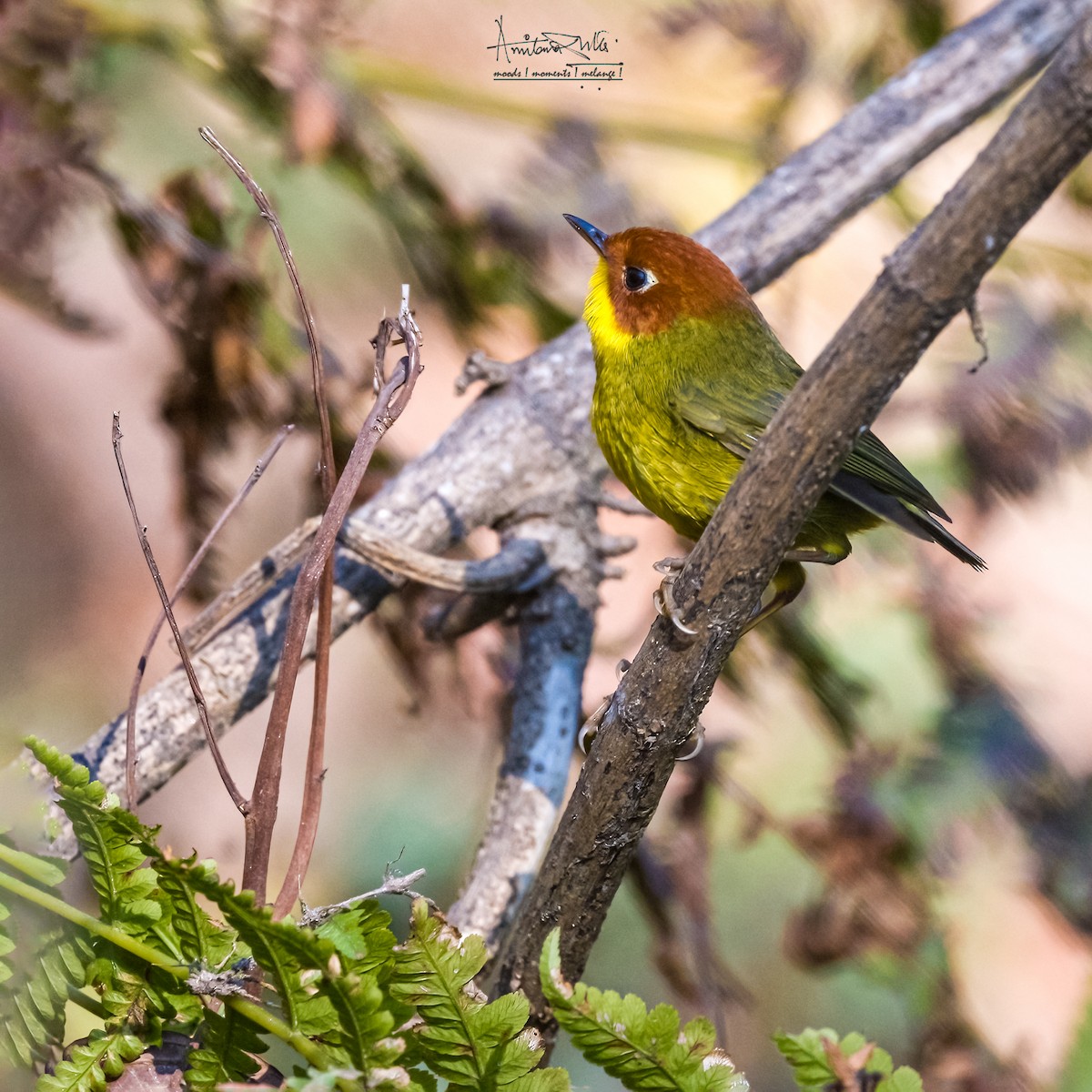 Chestnut-headed Tesia - Amitava Dutta