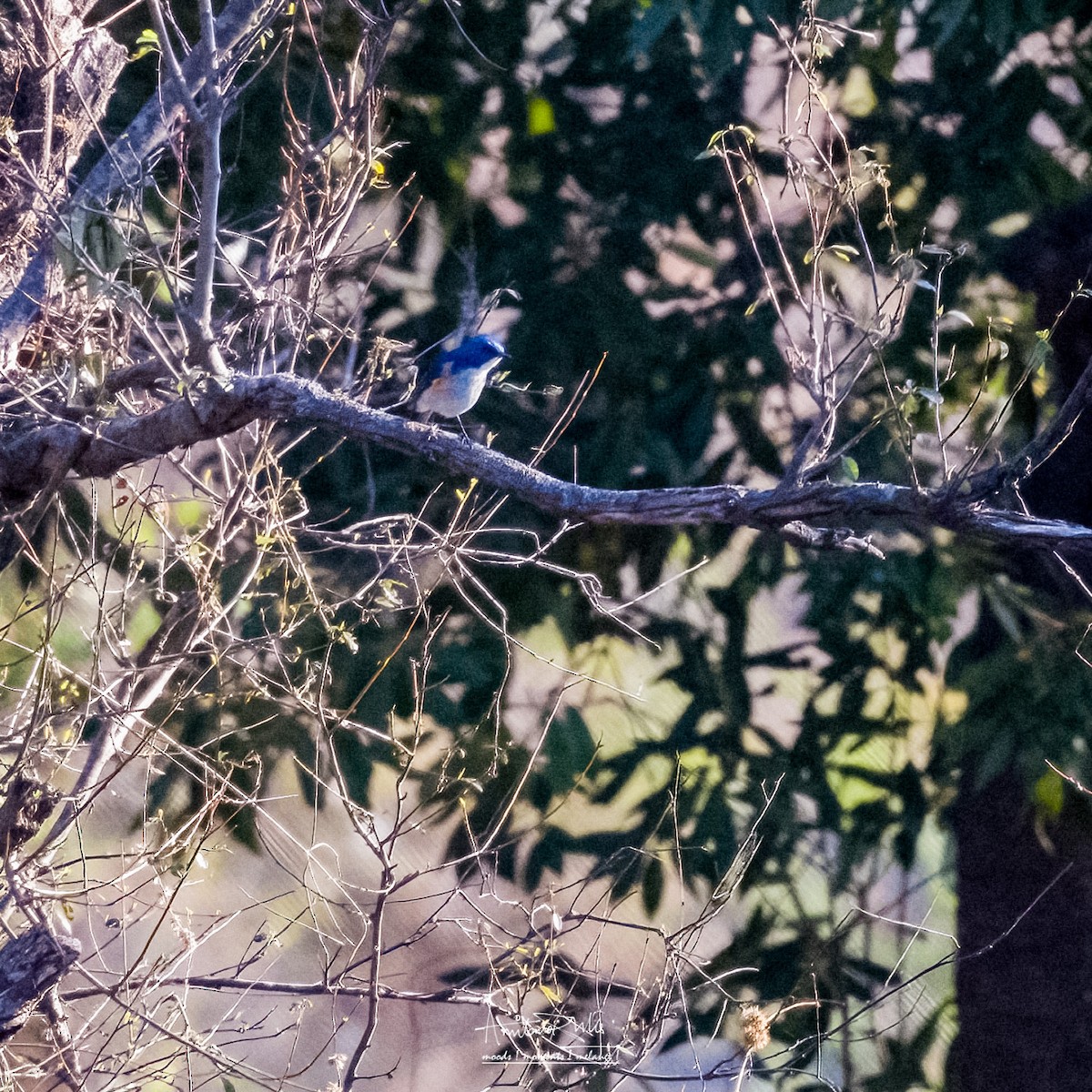 Himalayan Bluetail - ML562533611