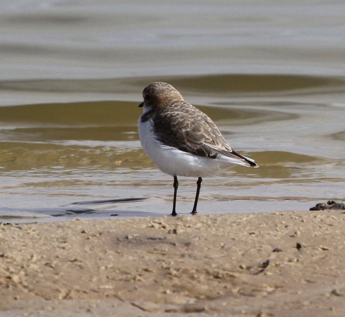 Red-capped Plover - Colin Trainor